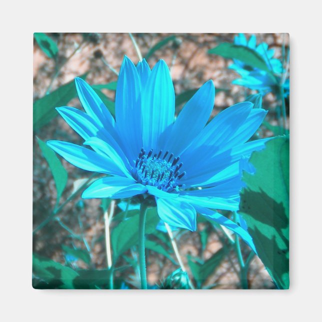 Vild Blue Solros Magnet (Framsidan)