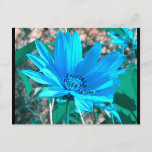 Vild Blue Solros vykort