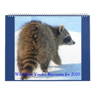 Vild Blue Yonder Raccoons från 2019 Kalender
