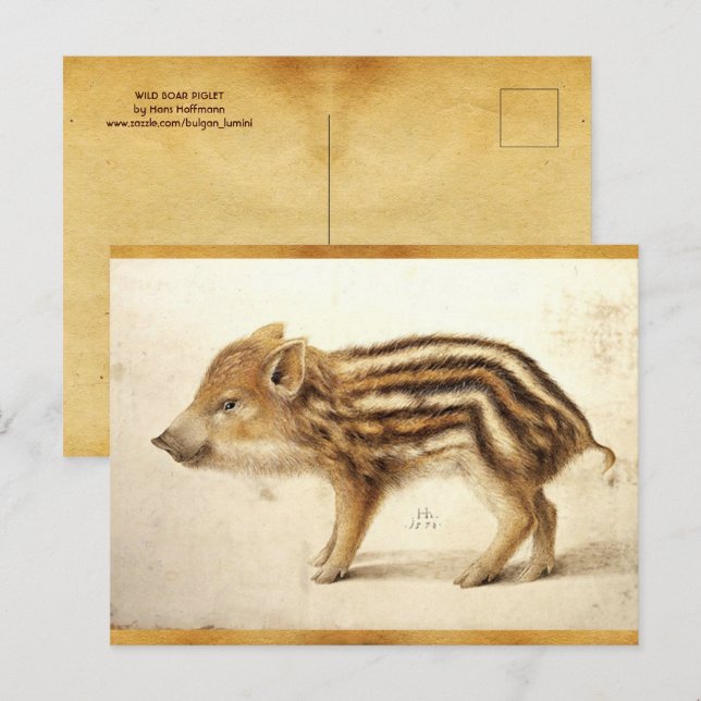 VILD BOAR PIGLET Antique Animal Teckning Parchemen Vykort (Fram/baksida)