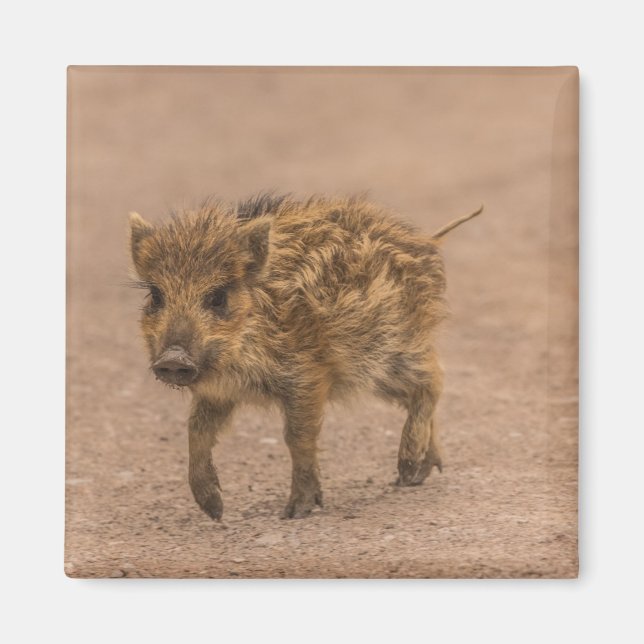 Vild Boar Piglet Magnet (Framsidan)