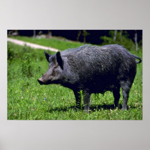 Vild Boar Poster
