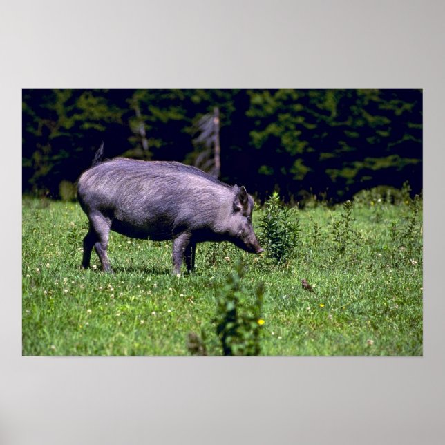 Vild Boar Poster (Framsidan)