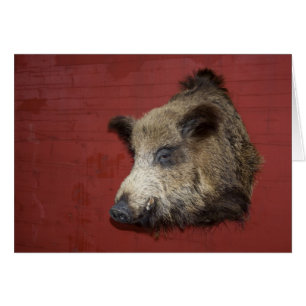 Vild Boar Trophy Hälsningskort