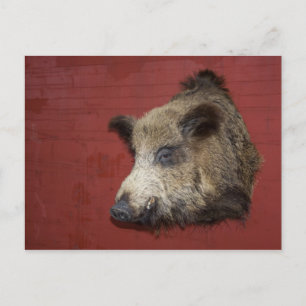 Vild Boar Trophy Vykort