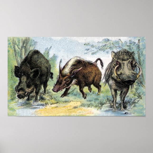 Vild Boars Poster (Framsidan)