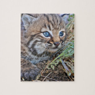 Vild Bobcat Kitten Pussel