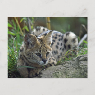 Vild Bobcat Vykort