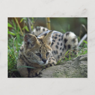 Vild Bobcat Vykort