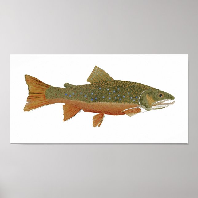 Vild Brook Trout Poster (Framsidan)