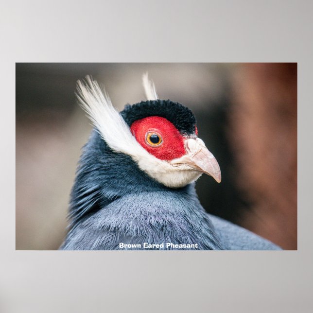 Vild Brown Eared Pheasant Poster (Framsidan)