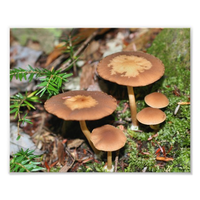Vild Brown Mushroom Cluster 8x10 Fototryck (Framsidan)