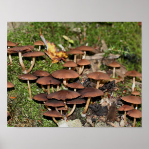 Vild Brown Mushroom Cluster Nature Poster