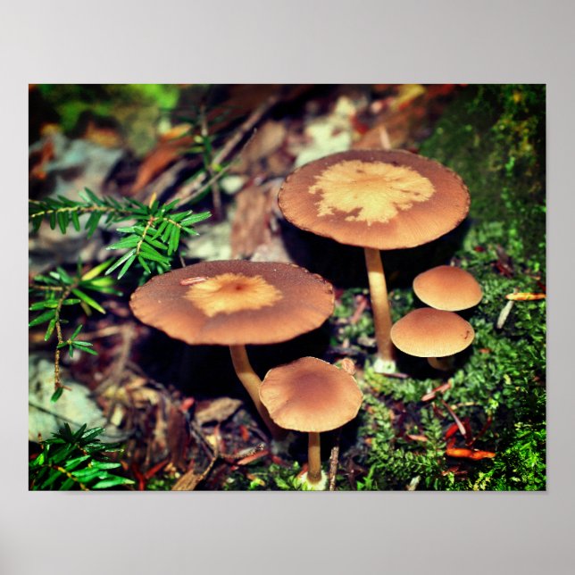 Vild Brown Mushroom Cluster Poster (Framsidan)