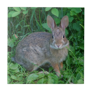 Vild Brown Rabbit Animal Kakelplatta