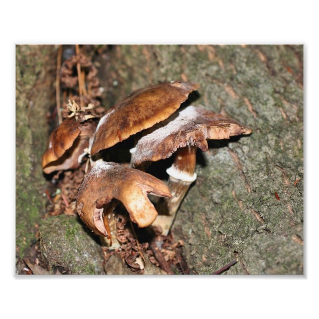 Vild Brun svamp, 10x8-natur Fototryck (Framsidan)