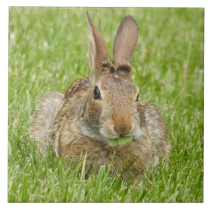 Vild Bunny-kanin som äter gräs Kakelplatta