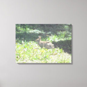 Vild Bunny Photo på Canvas