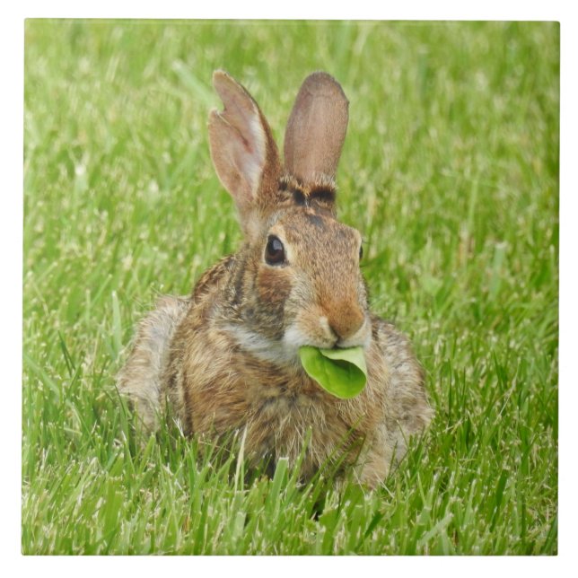 Vild Bunny Rabbit Eating Kakelplatta (Framsidan)