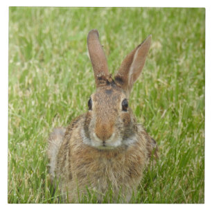 Vild Bunny Rabbit i Grass Kakelplatta