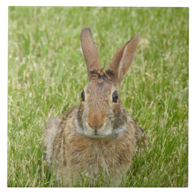 Vild Bunny Rabbit i Grass Kakelplatta (Framsidan)