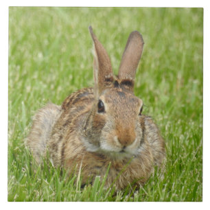 Vild Bunny Rabbit i Grass Kakelplatta