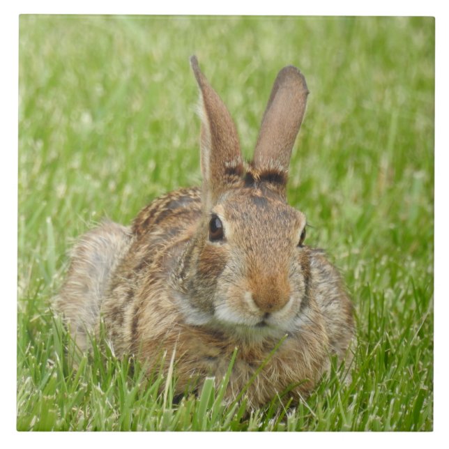 Vild Bunny Rabbit i Grass Kakelplatta (Framsidan)