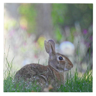 Vild Bunny Rabbit i Grass Kakelplatta