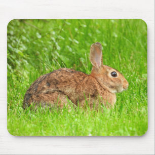 Vild Bunny Rabbit Musmatta