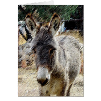 Vild Burro Hälsningskort