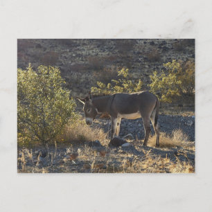 Vild Burro nära Oatman, Arizona Vykort