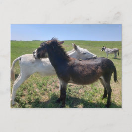Vild Burros, Custer State Park, South Dakota Vykort