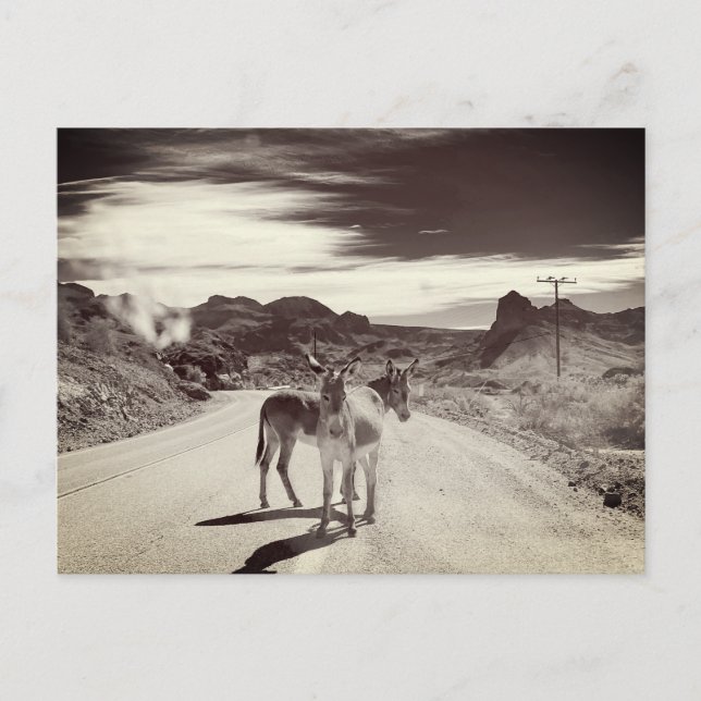 Vild Burros i Kalifornien Vykort (Framsida)