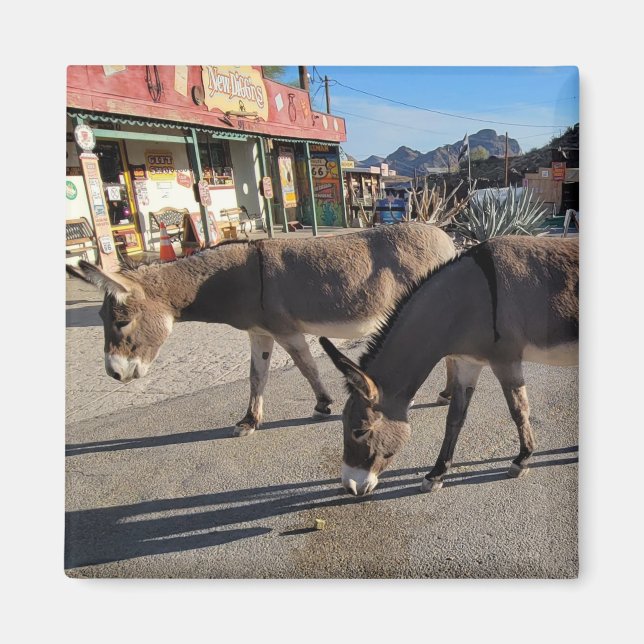 Vild Burros i Oatman, Arizona Magnet (Framsidan)