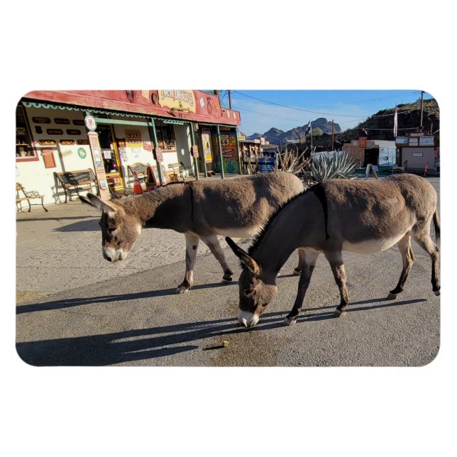 Vild Burros i Oatman, Arizona Magnet (Horisontell)