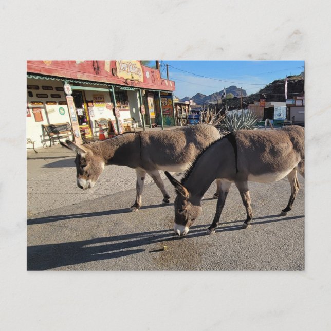 Vild Burros i Oatman, Arizona Vykort (Framsida)