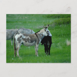 Vild Burros South Dakota vykort