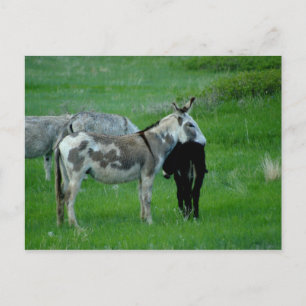 Vild Burros South Dakota vykort
