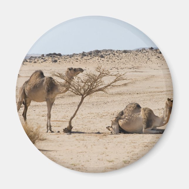 Vild Camels Magnet (Framsidan)