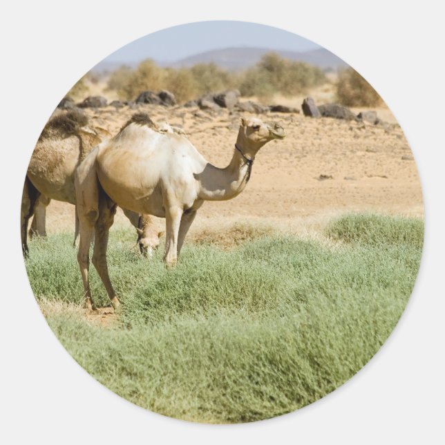 Vild Camels Runt Klistermärke (Framsida)