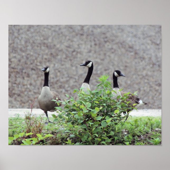 Vild Canada Goose Trio Animal Poster (Framsidan)