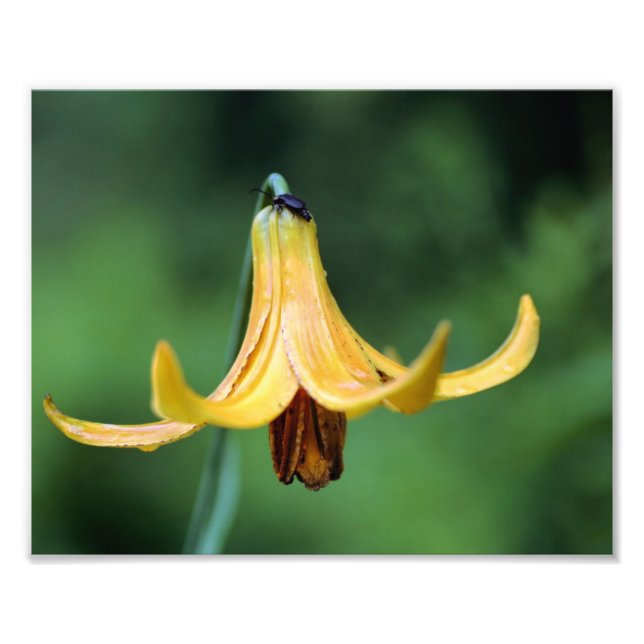 Vild Canada Lily med femte Insekten 8x10 Fototryck (Framsidan)