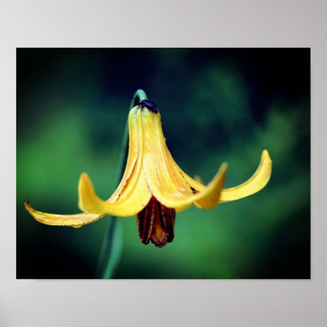 Vild Canada Lily med femte Insekten Poster (Framsidan)