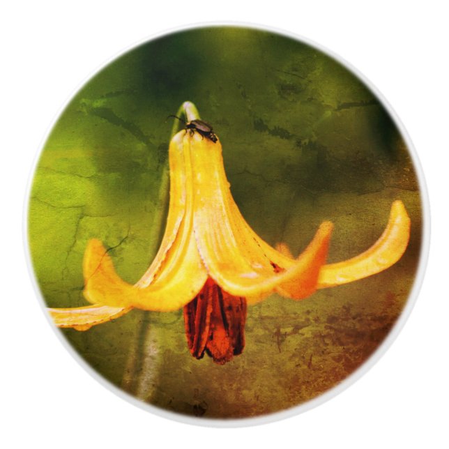 Vild Canada Lily med Insekt Abstrakt Knopp (Framsidan)