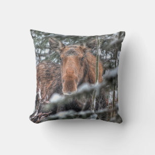Vild Canadian Moose Cow in Winter Forest Kudde