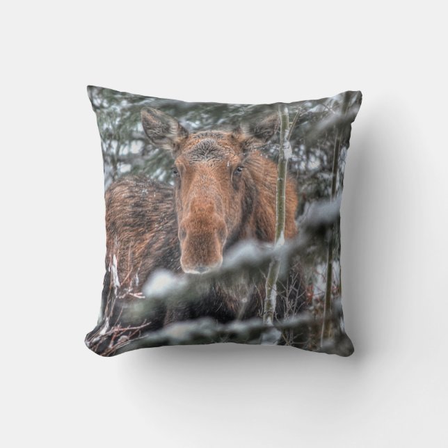 Vild Canadian Moose Cow in Winter Forest Kudde (Framsida)
