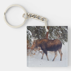 Vild Canadian Moose Cow in Winter Snö V