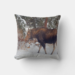 Vild Canadian Moose Cow in Winter Snö V Kudde