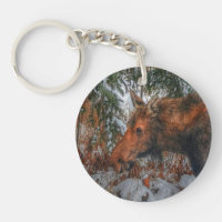 Vild Canadian Moose Grazing in Winter Forest III