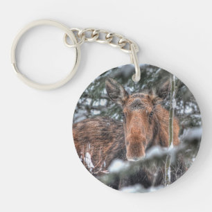 Vild Canadian Moose in Winter Forest
